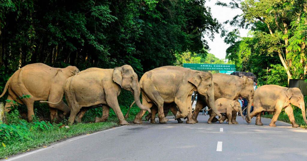 240814 india elephant herd wc 0700 174073