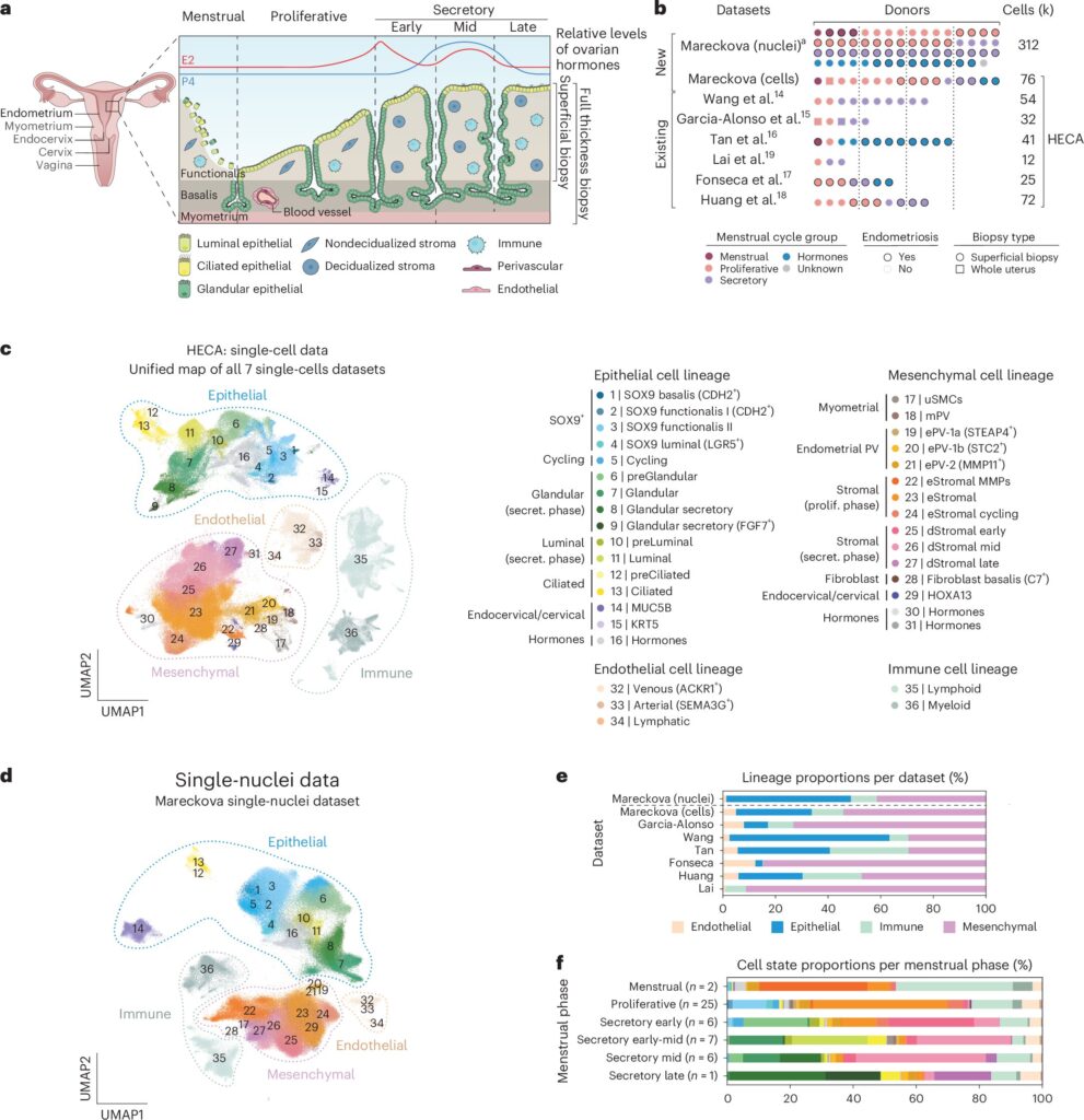 human endometrial map