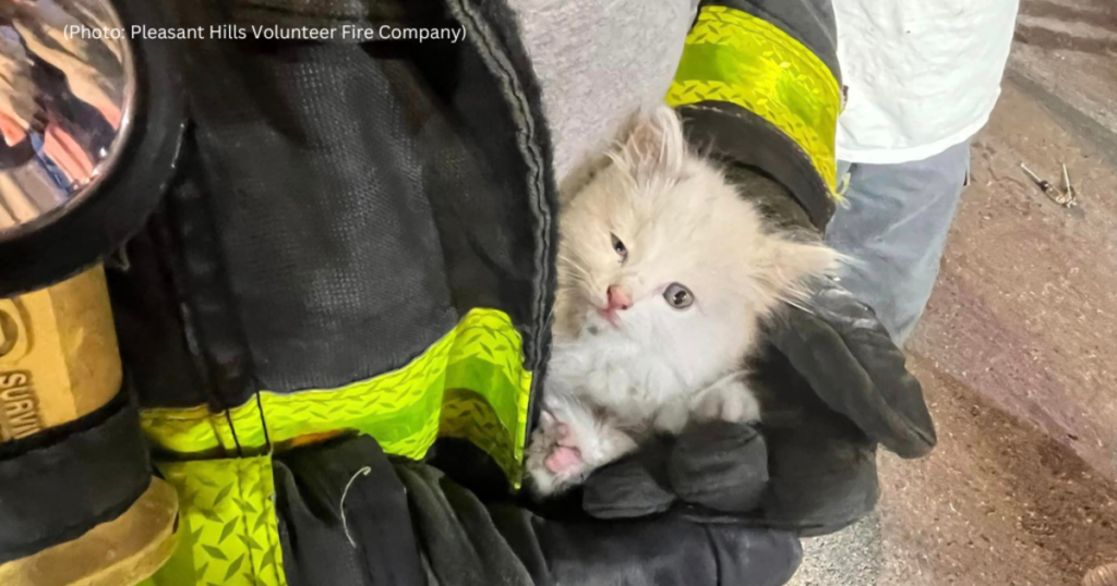 kdka kitten rescued pleasant hills