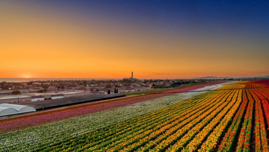 Flower Fields.webp