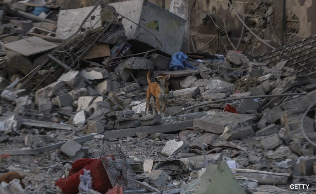 kdvfhadg gaza dogs 625x300 17 October 24