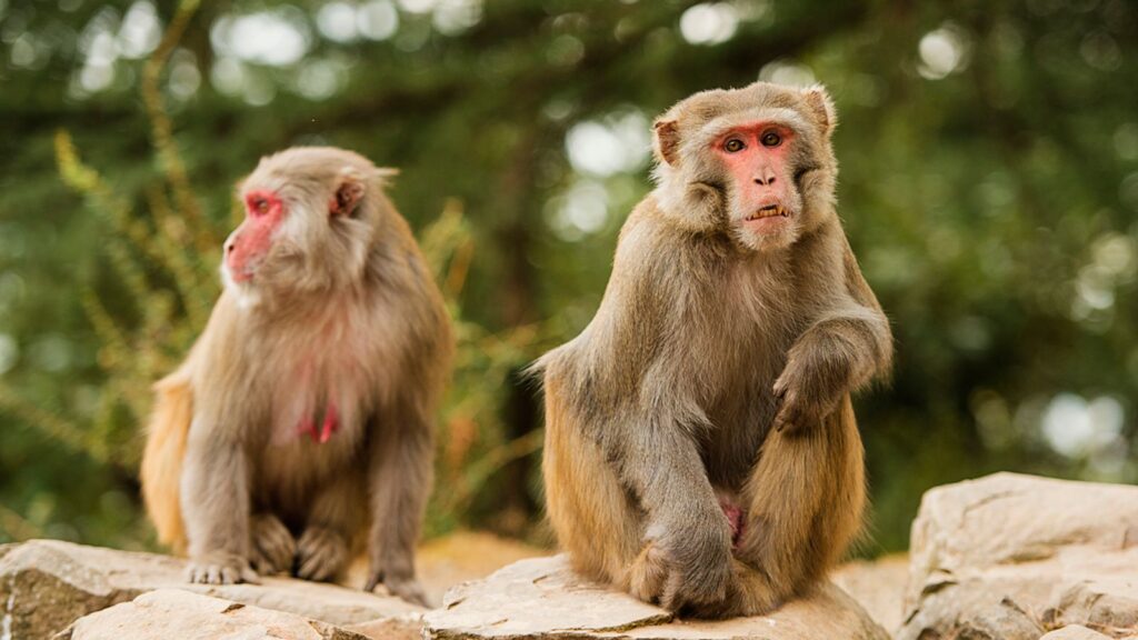 skynews macaque monkeys monkey 6318188