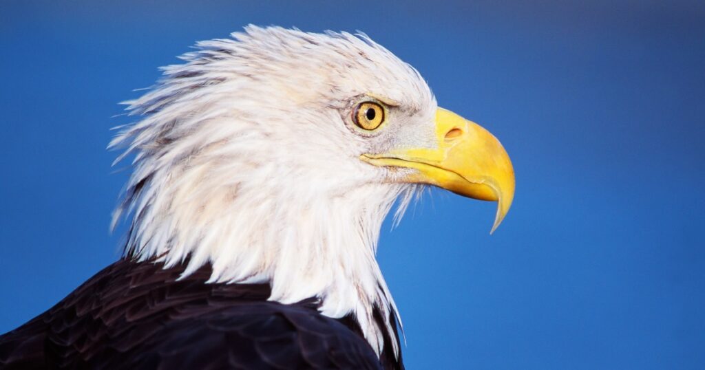 231213 bald eagle montana se 1219p b9391a