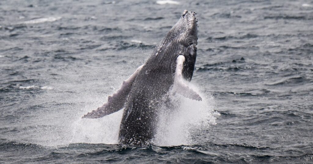 241211 humpback whale mb 1208 2121be