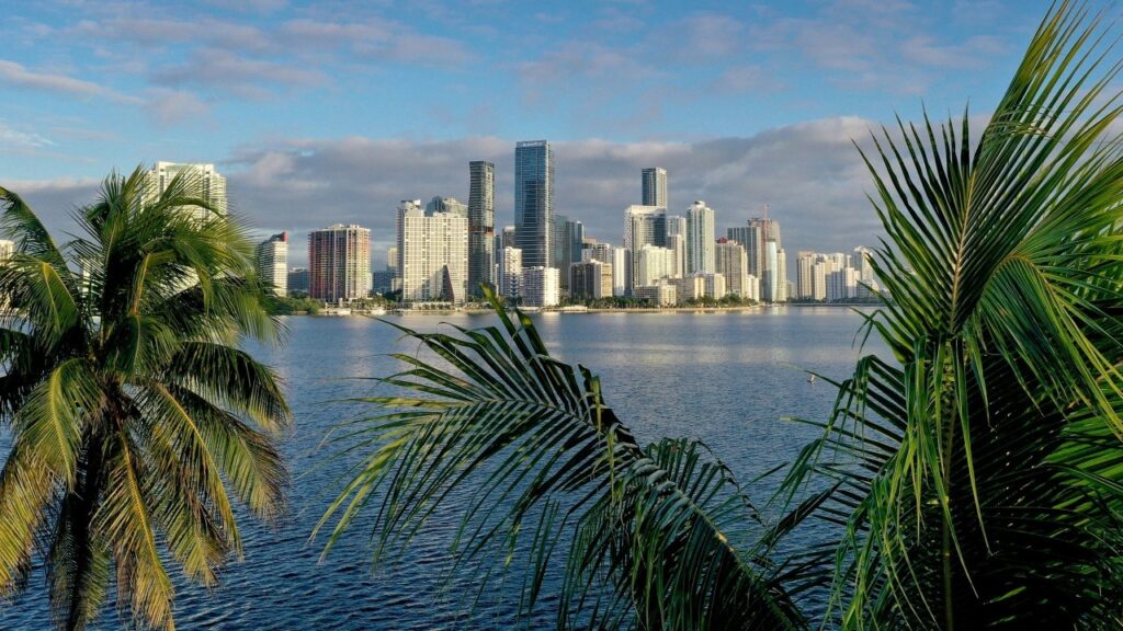 Miami Skyline Palm Trees