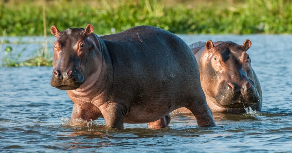 250212 hippos africa mn 0925 b69717