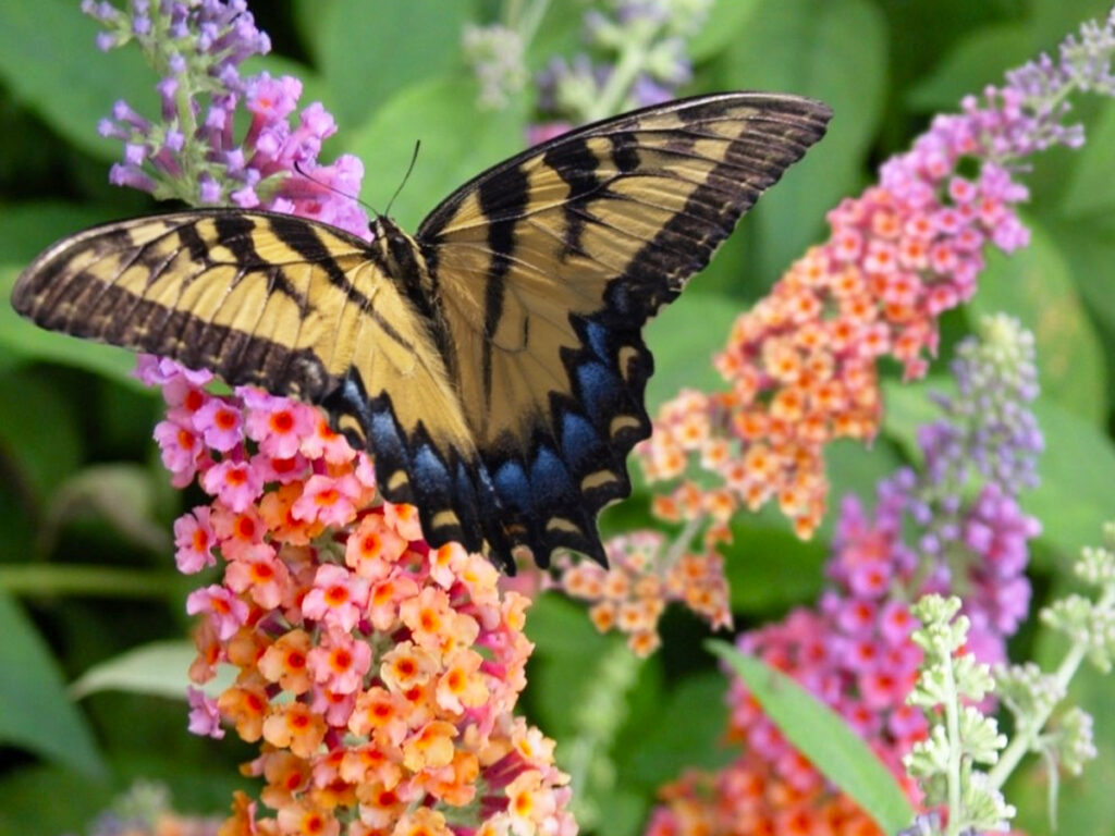 Butterfly Bush